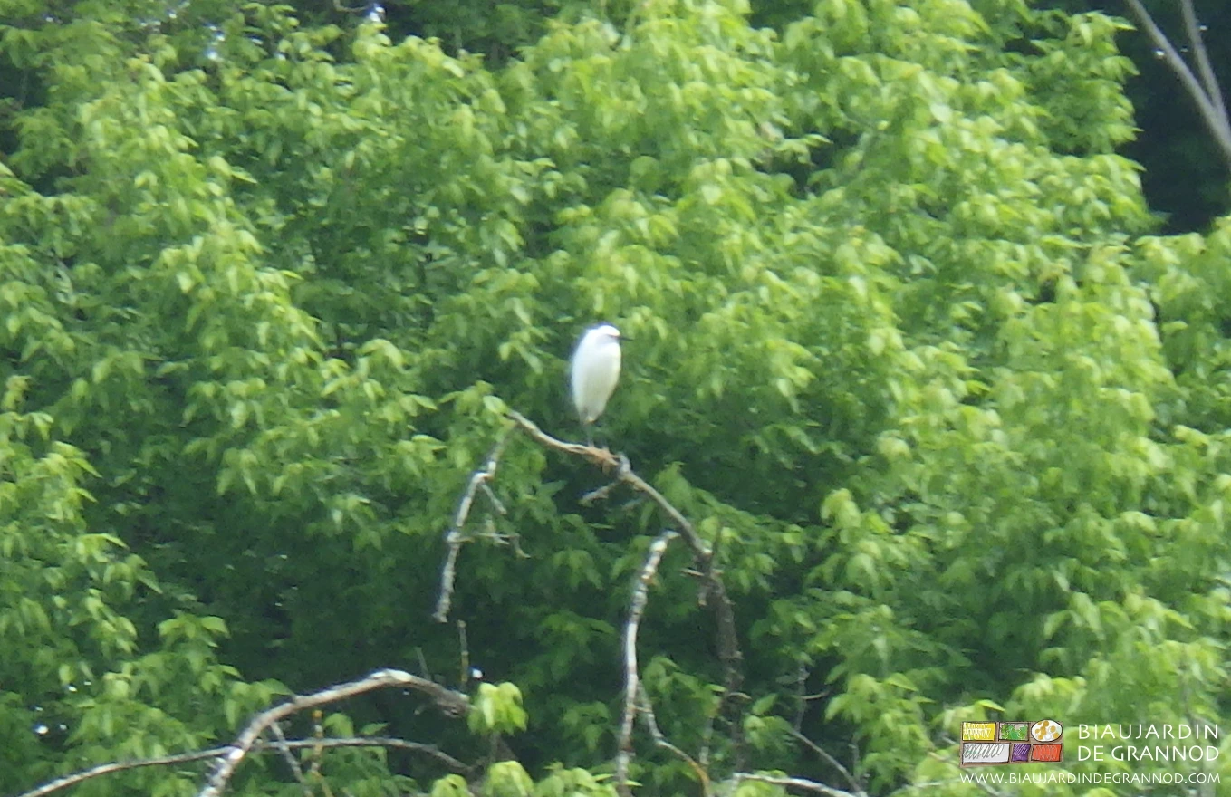 photo d'une aigrette perchée en bord de seille