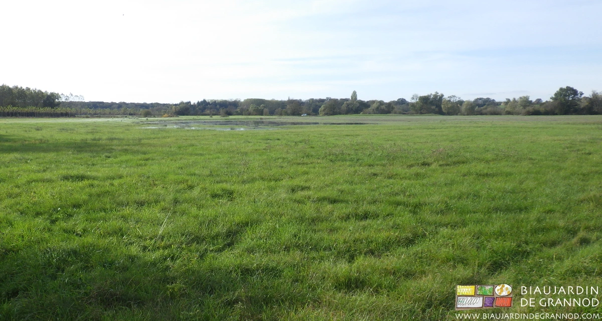photo automnale des points bas couverts d'eau en prairie
