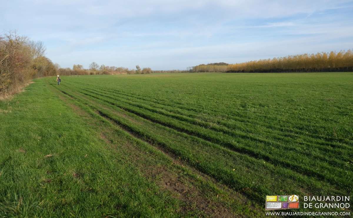 photo de plusieurs dizaines d'hectares de prairie de Seille exutoire de ses crues