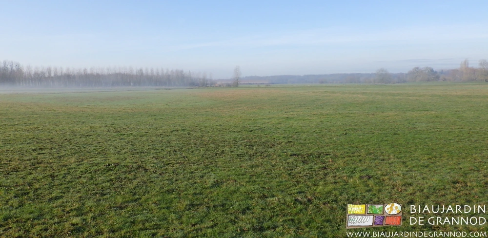 photo de la prairie de Seille à perte de vue