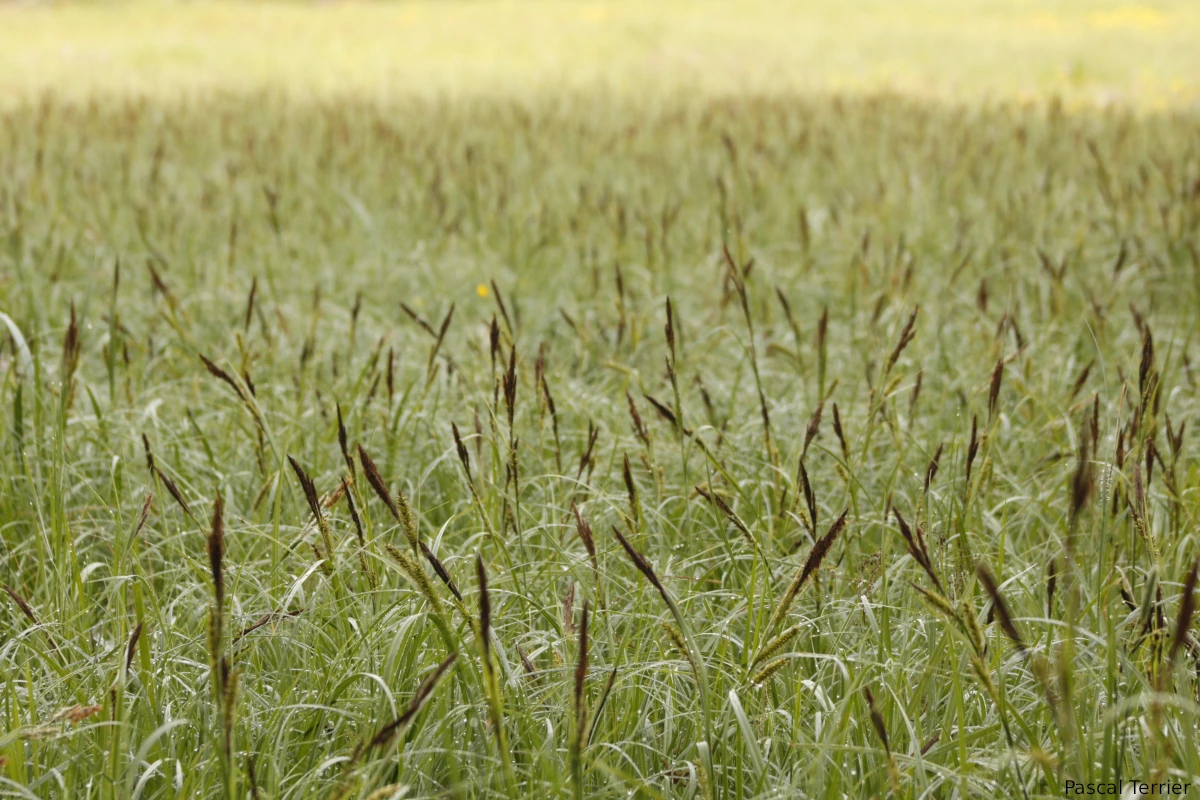 photo de graminée prairiale typique de la prairie de Seille