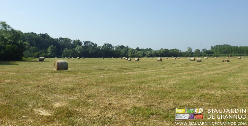 des bottes rondes de foin par douzaine dans notre prairie de Seille