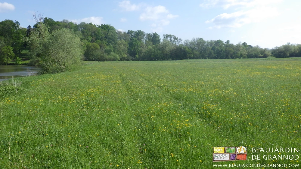 photo de belle pousse d'herbe variée à fleur jaune, blanche, mauve, etc...pour du foin aussi en année sèche