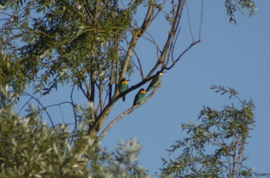 photo riche des multiples couleurs vives d'un groupe de guêpiers