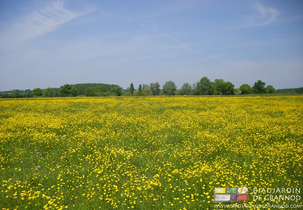 photo de la prairie de Seille, intégralement jaune notamment de renoncule