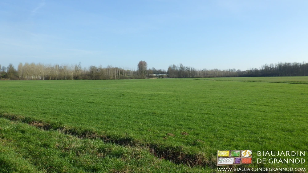photo depuis les bords de Seille, vaste étendue de prairie, au fond bocage dissimulant nos tunnels maraîchers