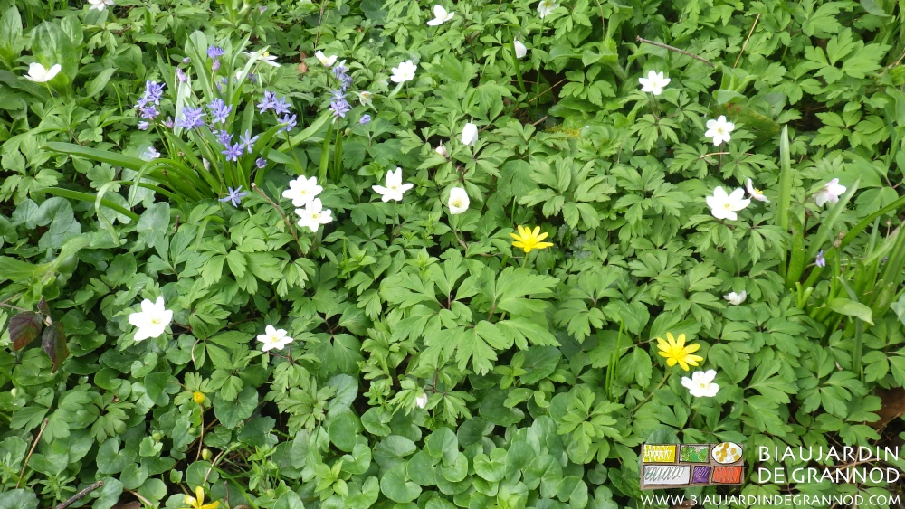 photo de fleurs mauves de scilles et autres jaune ou blanche de sous bois en bordure de bocage