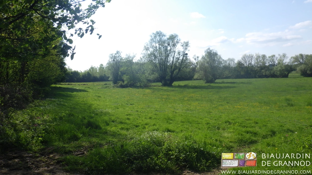 photo d'aulnes et saules entre deux parcelles de prairie inondable réserves de biodiversité