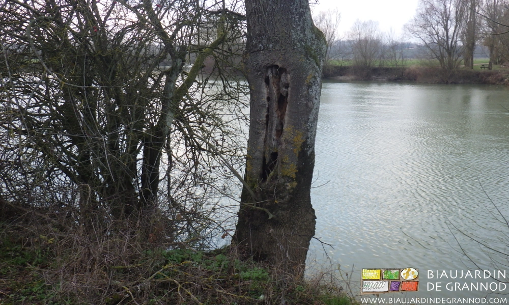 photo du tronc creux d'un arbre blessé, abri potentiel