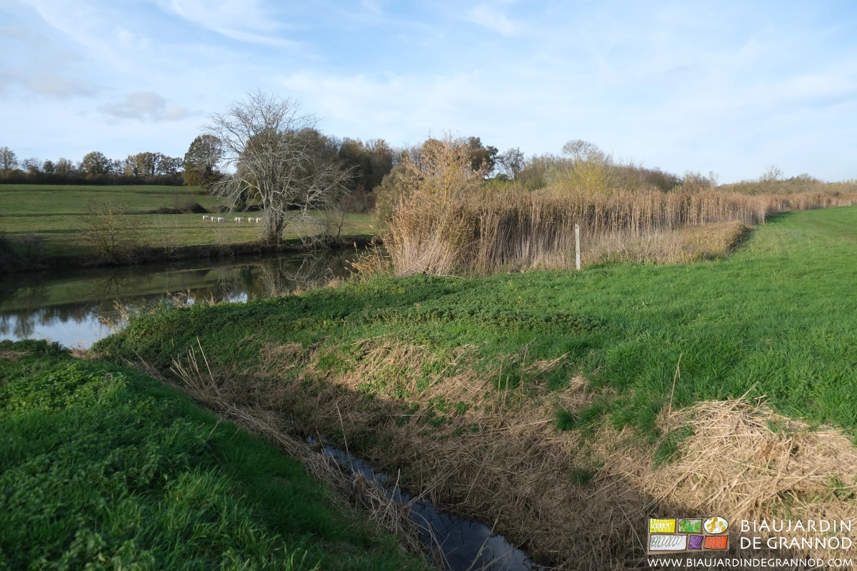 photo des roselières protégées de la Seille au bénéfice de la faune