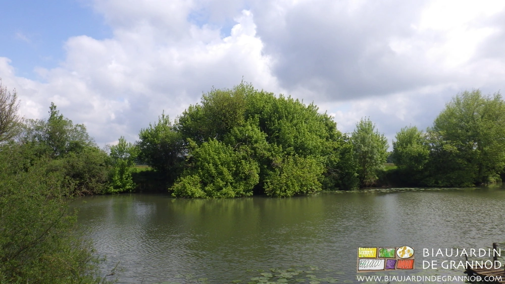 photo des rives de Seille riches notamment en aulnes