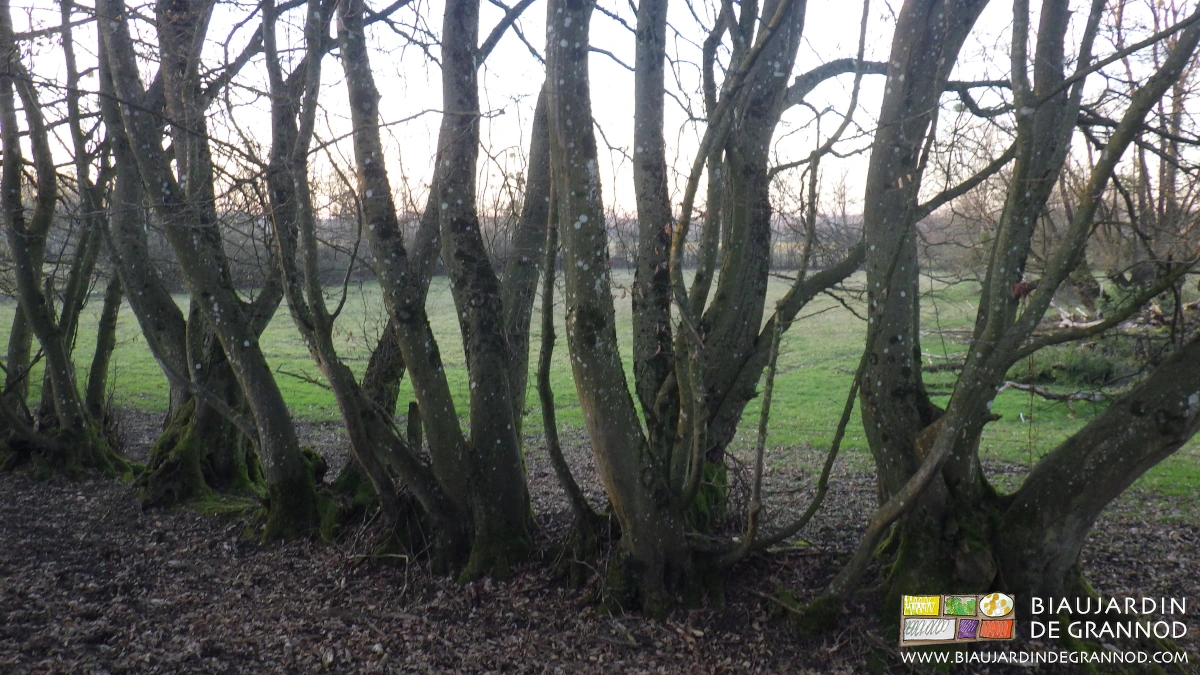 photo d'une haie ancienne menée en cépée