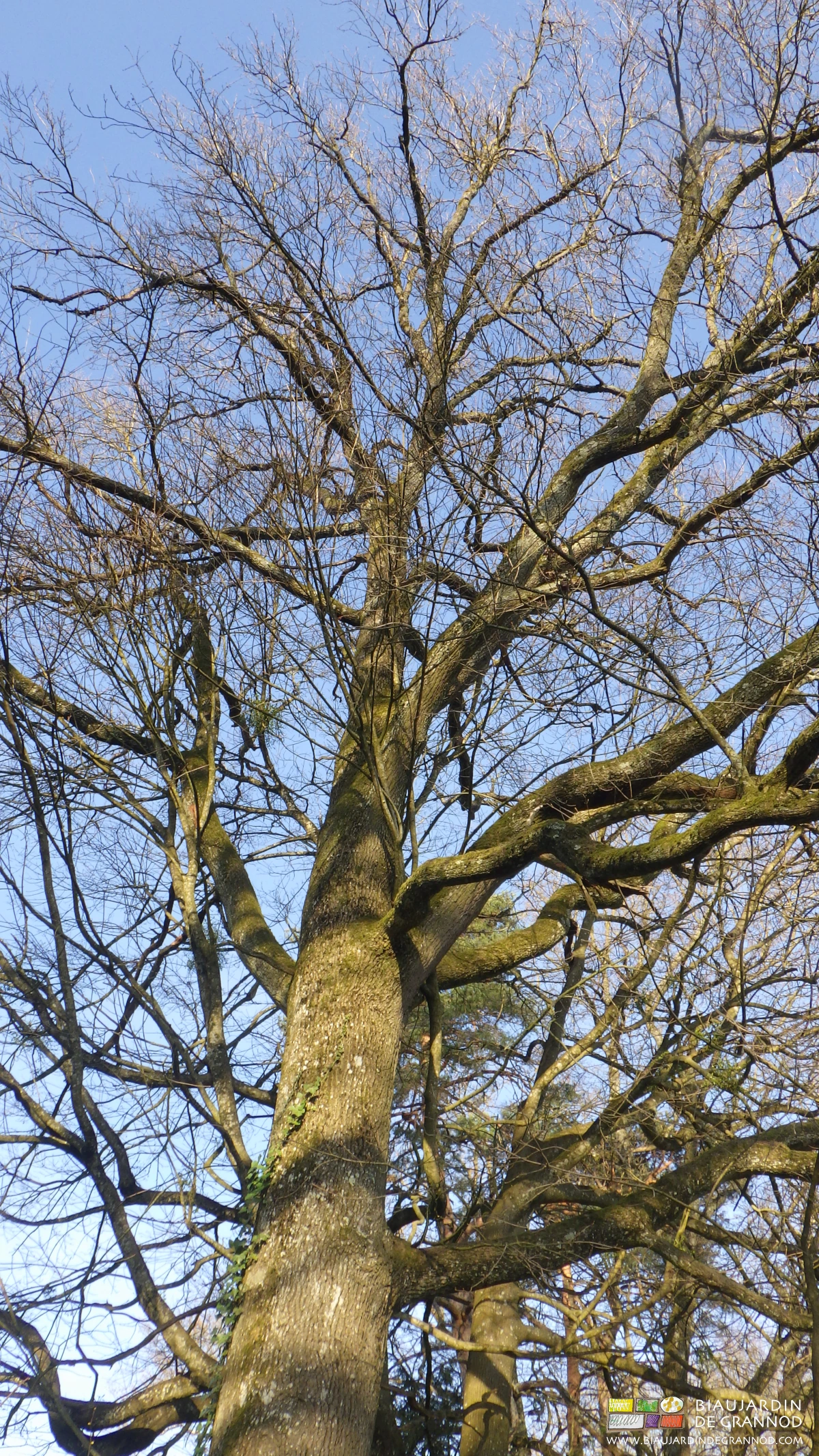 photo d'un vieux chêne de haut jet