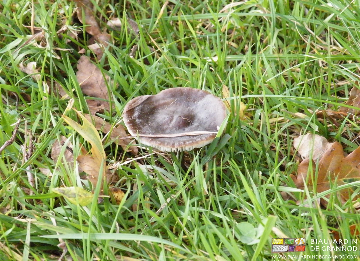 photo de champignon dans les prairies permanentes