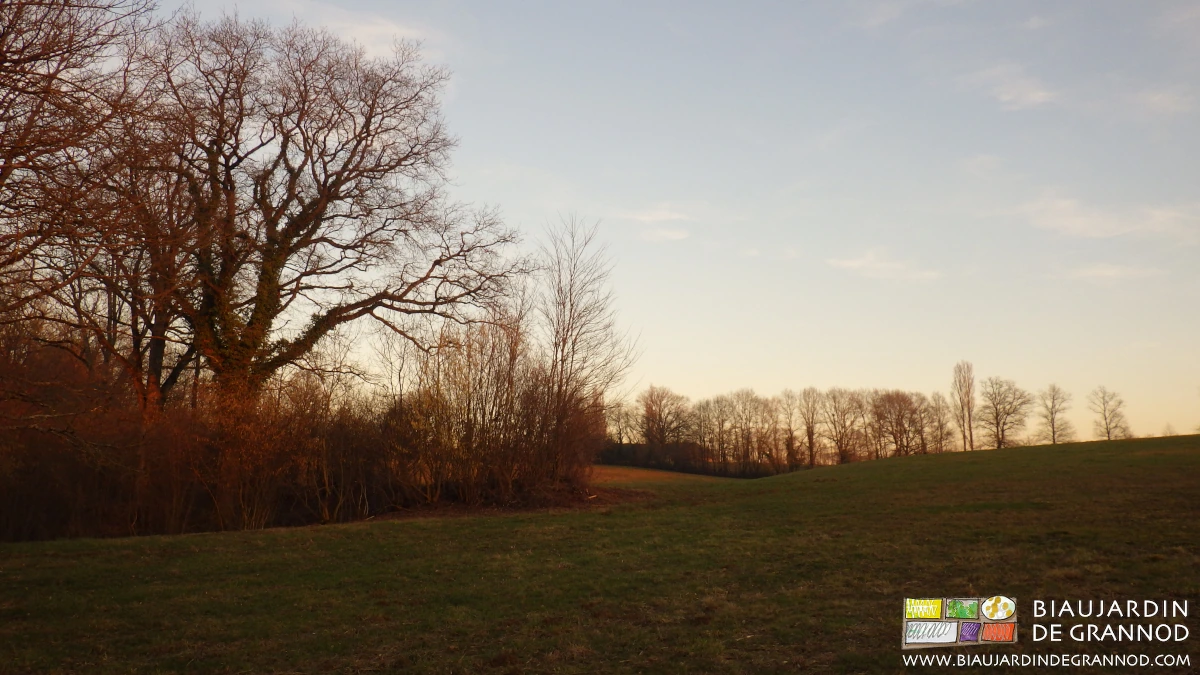 photo au soleil couchant d'un de nos prés bocagers