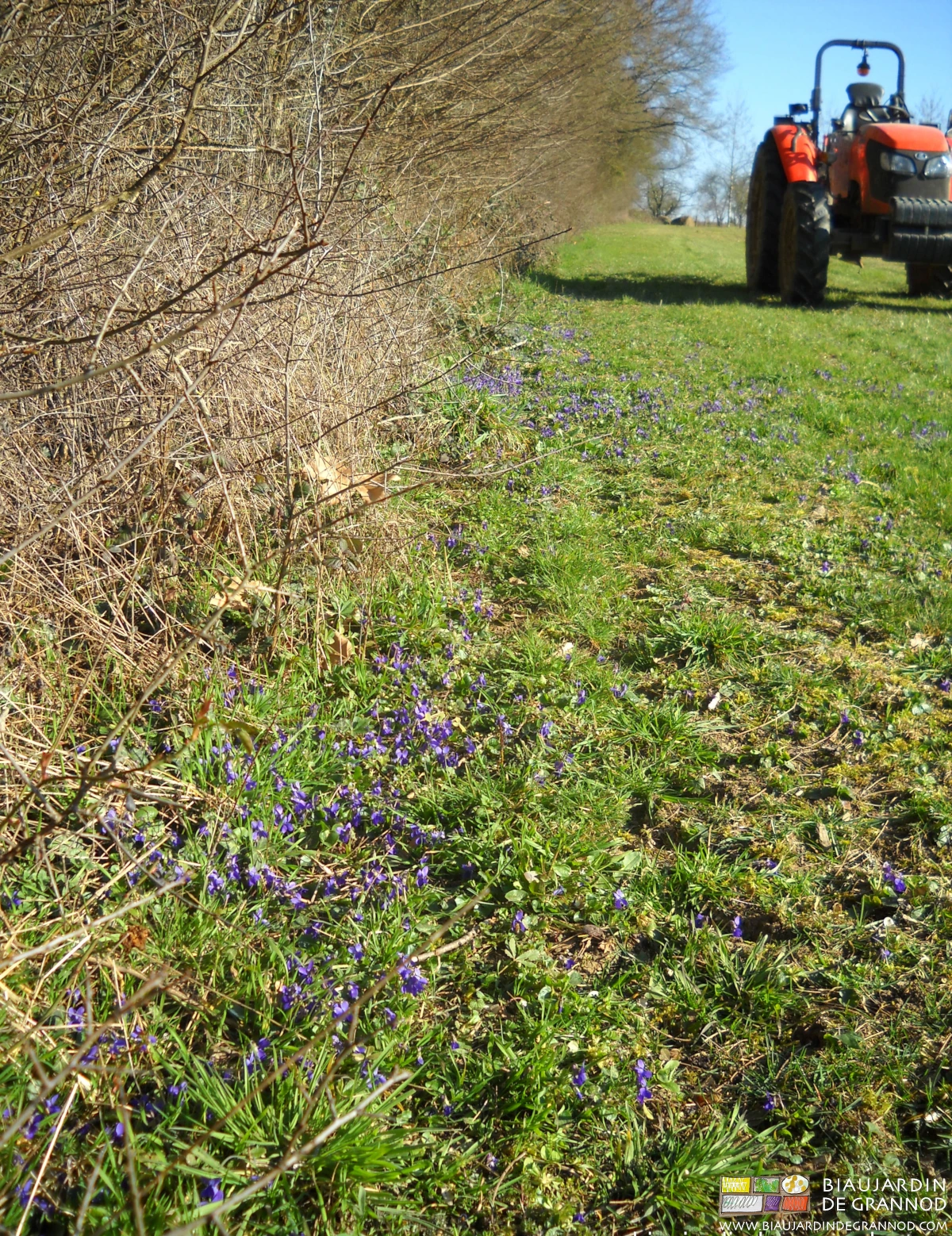 photo de l'ourlet d'une haie bien fourni en violette