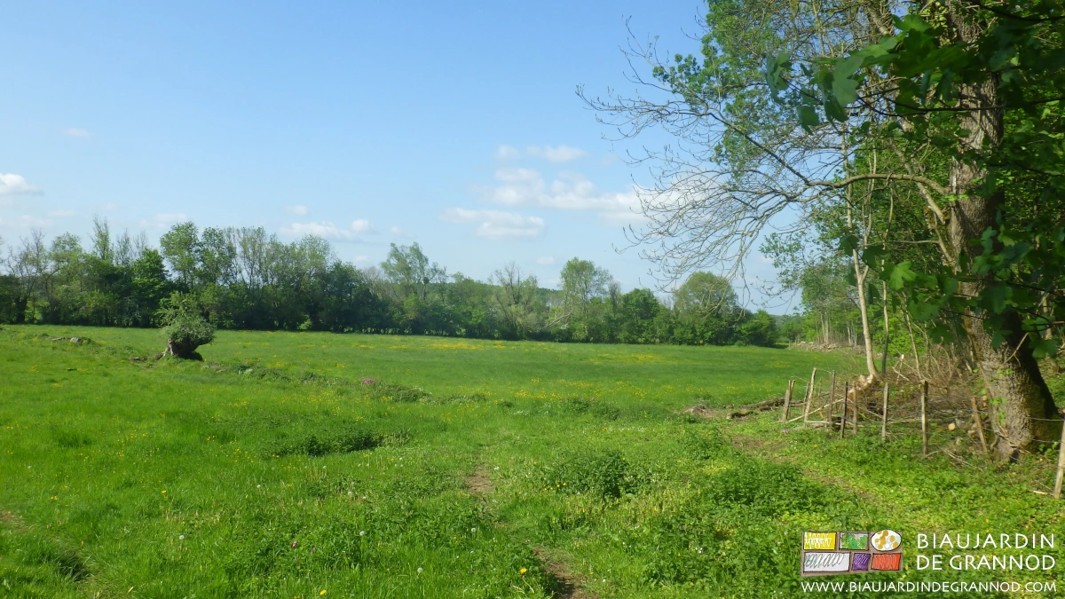 photo d'un talus privé de ses têtards par un entretien longtemps trop énergique