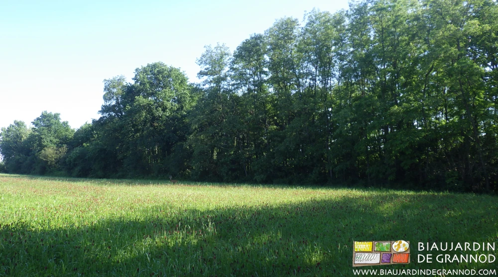 photo de lisière de bois le long d'une parcelle en culture