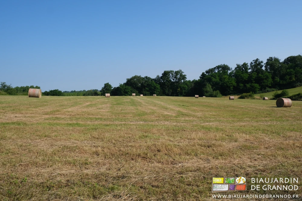 photo des bottes de foin récoltées dans un pré vallonné