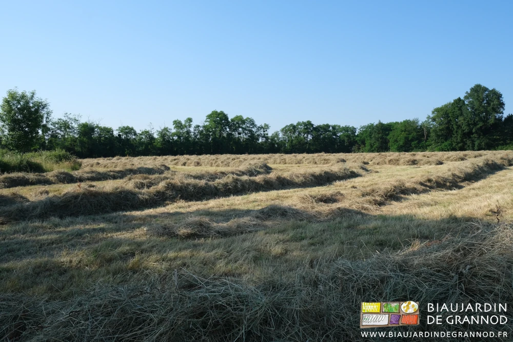 photo d'andains de foins dans un de nos prés plats