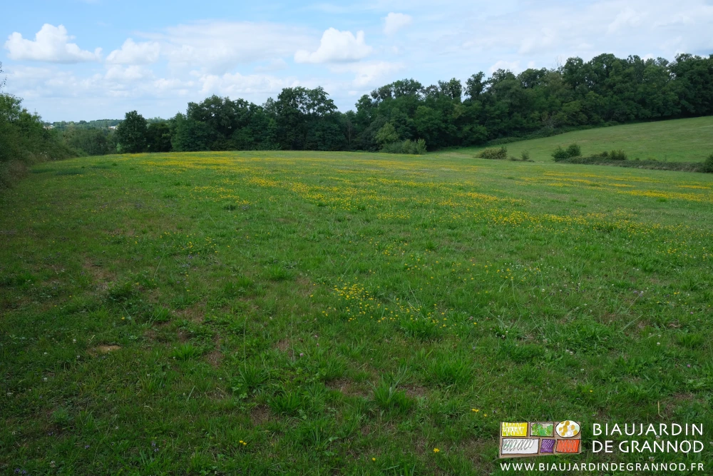 photo de notre pré vallonné bordé de bois