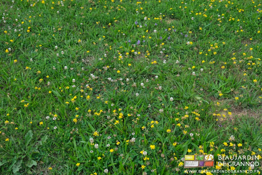 photo proche de la diversité de la flore prairiale en floraison estivale : trèfle, lotier, etc...