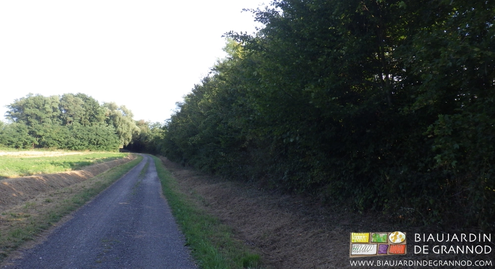 photo de notre belle plantation bocagère du début des années 2010