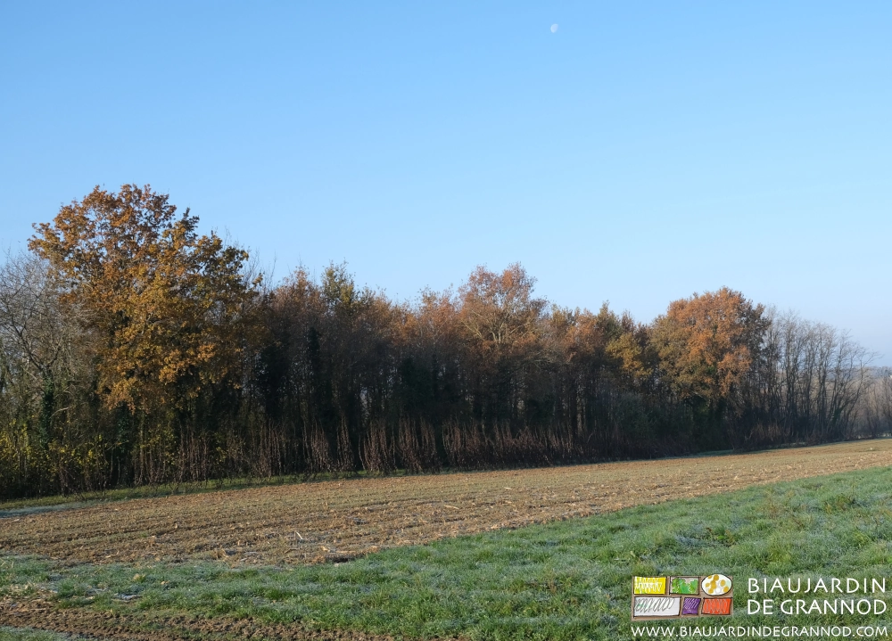 photo hivernale de la lisière du bois