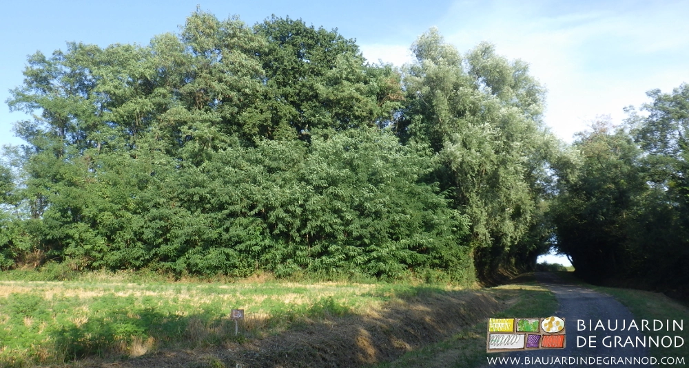 photo de la lisère du petit bois en saison de pousse