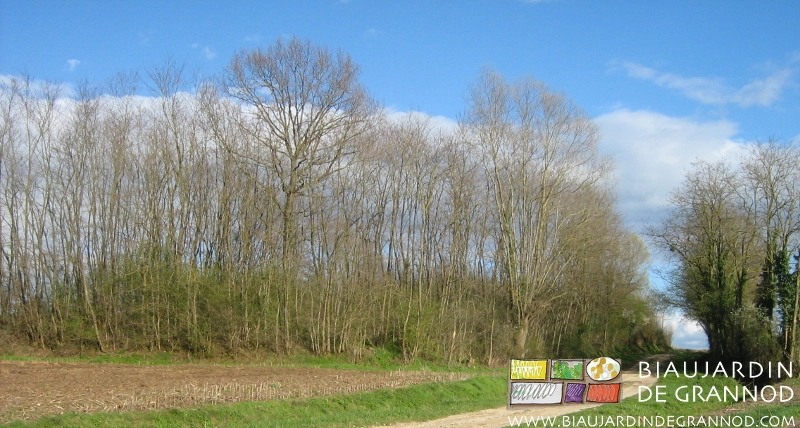 photo d'hiver sous ciel bleu du bois de robinier et chêne spontané