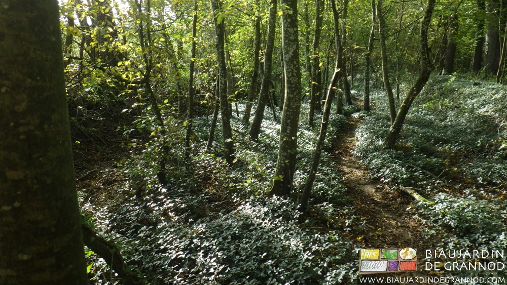 photo de sous bois de hêtre au sol couvert de lierre