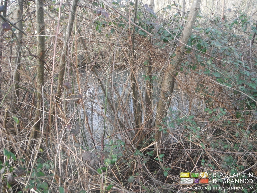 vue du bassin de rétention entouré d'aulne et ronce