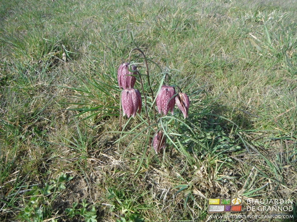 photo de fritillaire pintade dans notre prairie humide
