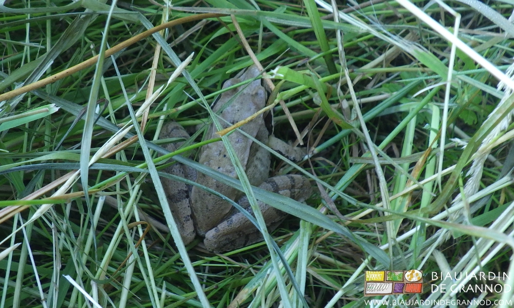 photo d'un de ces batraciens auxiliaires que nous tentons de favoriser