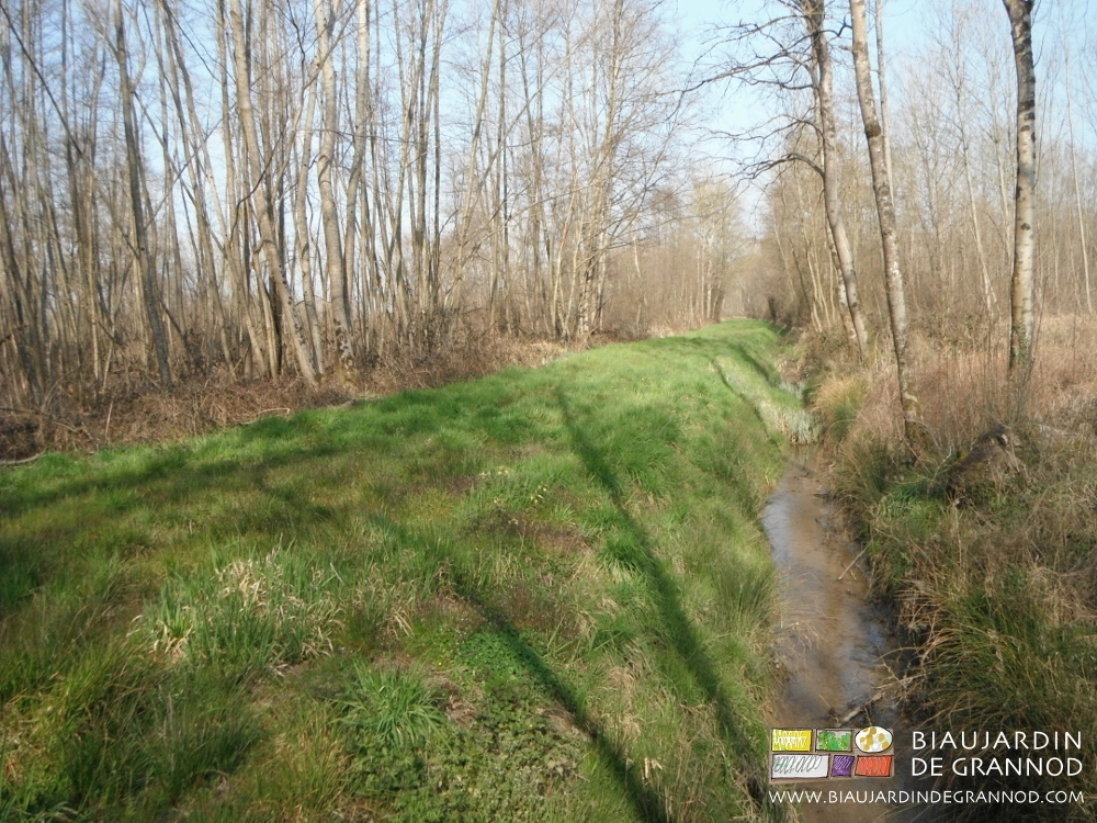 photo de bief en limite de prairie humide et bois