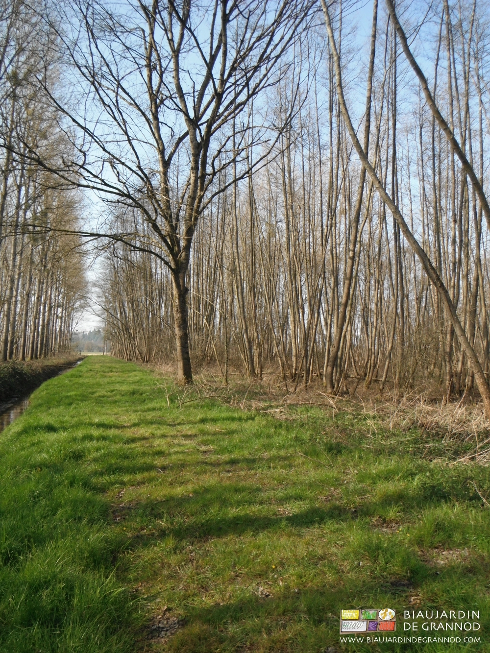 photo de voisinage entre parcelle d'aulne glutineux et plantation de peuplier