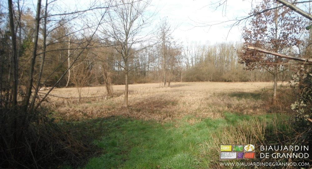 photo d'arbres isolés dans une prairie de graminées mûres pour biodiversité