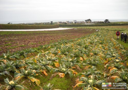 photo d'un carré de chou fleur récolté