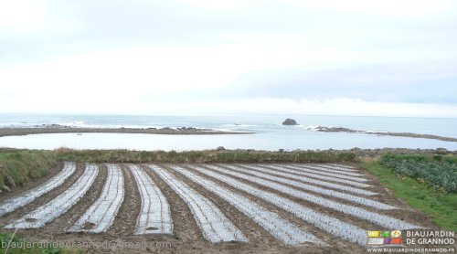 photo de parcelle d'échalote sur film noir au bord de l'eau