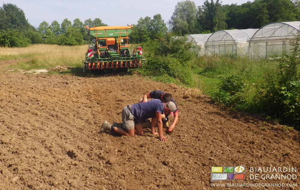 photo de Matthieu et Charlie à genoux grattant pour vérifier l'écartement des graines sur le rang