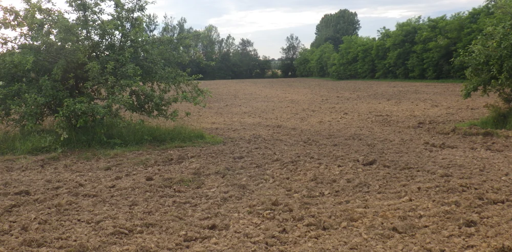 photo de la parcelle nivelée, ameublie et sans herbe après reprise de déchaumage