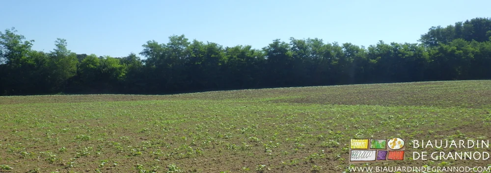 photo de l'engrais vert correctement établi sur l'ensemble de la parcelle drainée