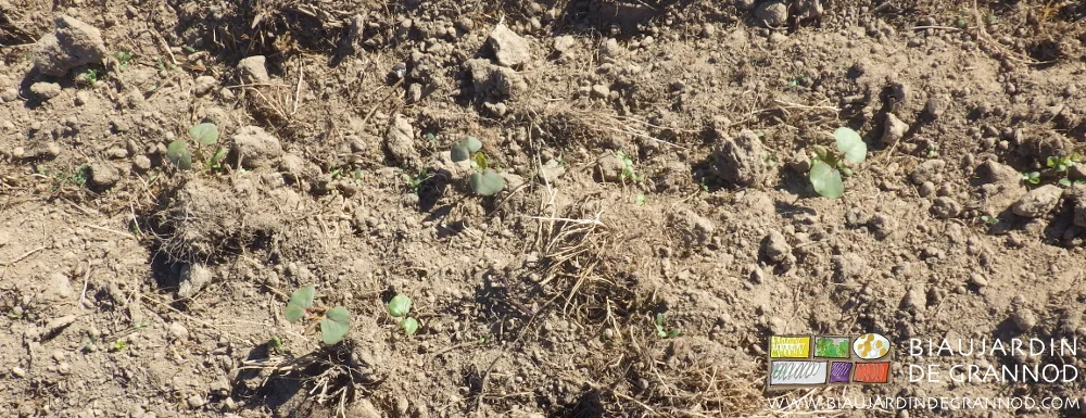 photo de la levée de nouvelles espèces de l'engrais vert