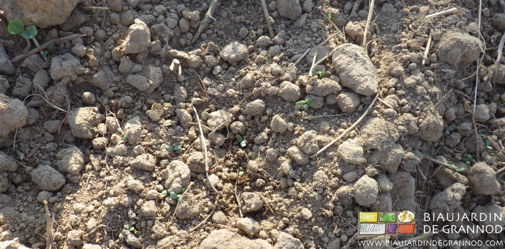 photo proche des premières plantules levées