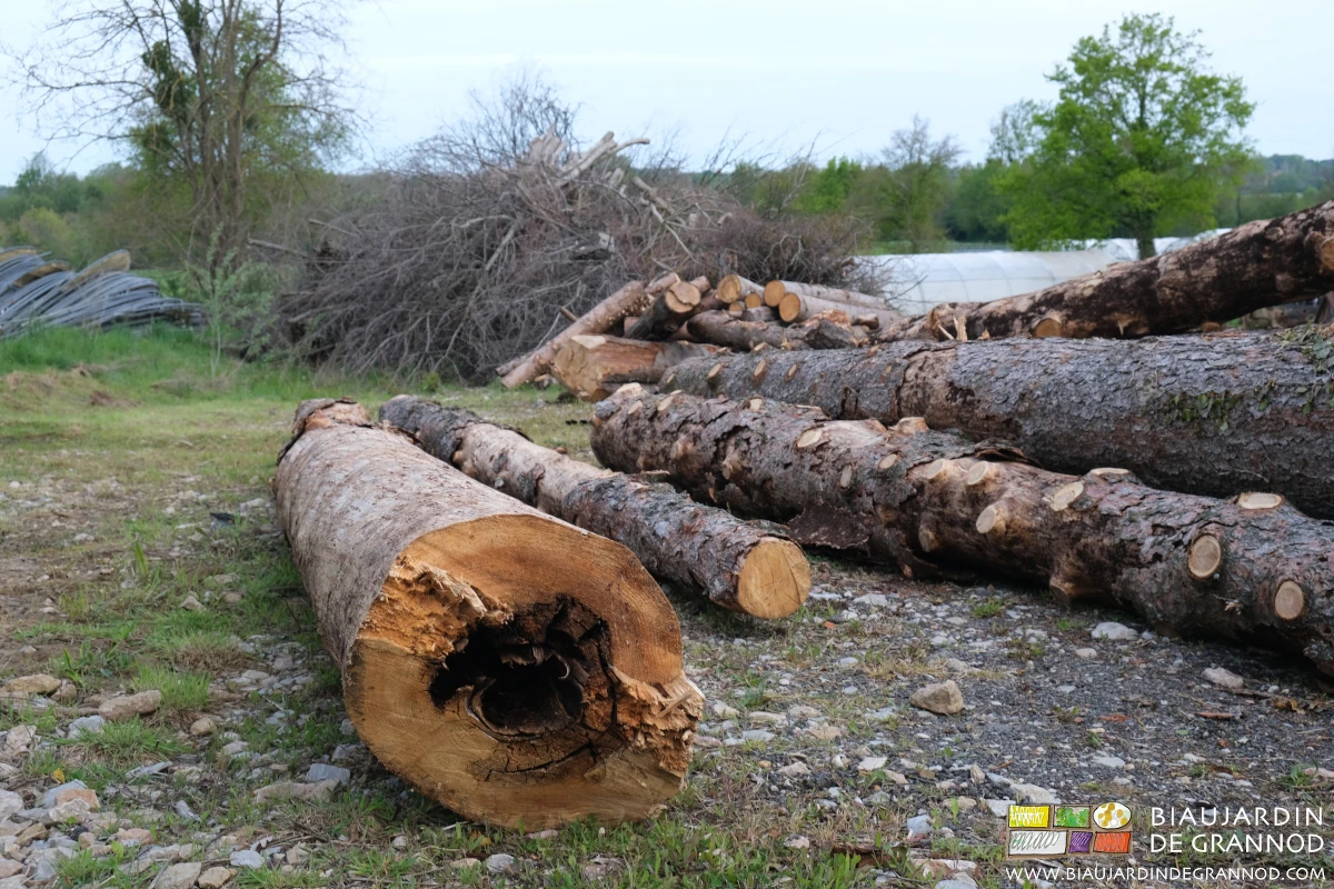 photo de très gros troncs d'arbres pourris dont l'abattage était indispensable
