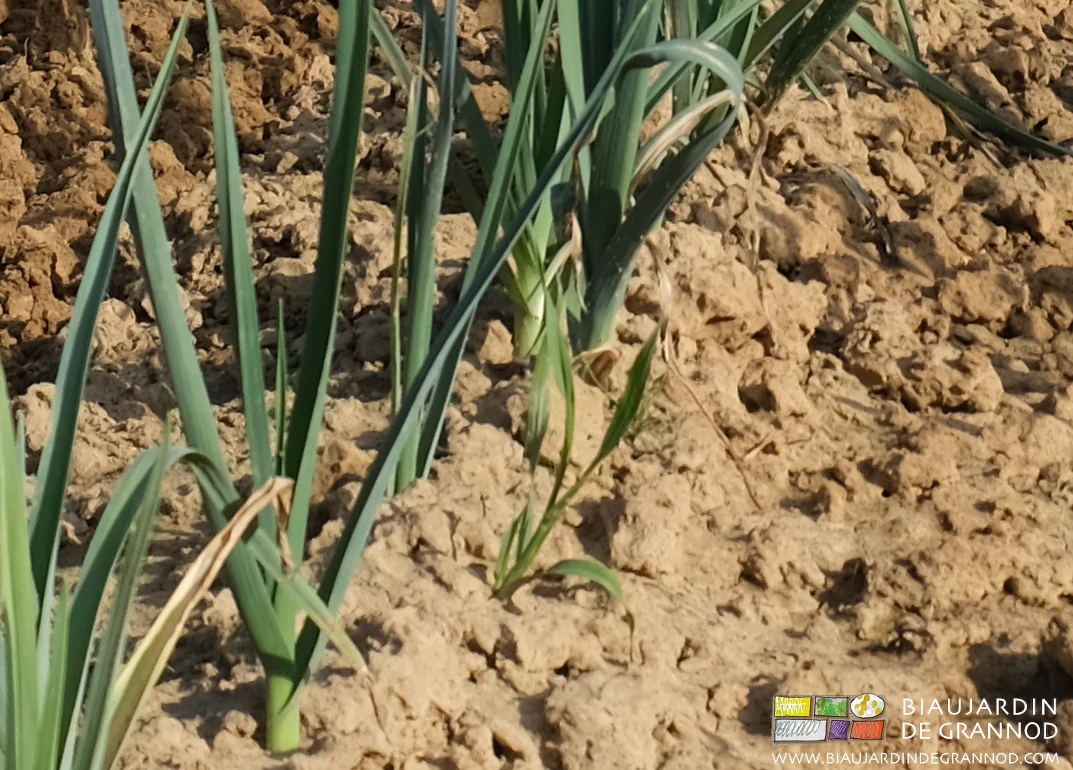 photo avant buttage d'un panic déjà bien développé sur le rang de poireau