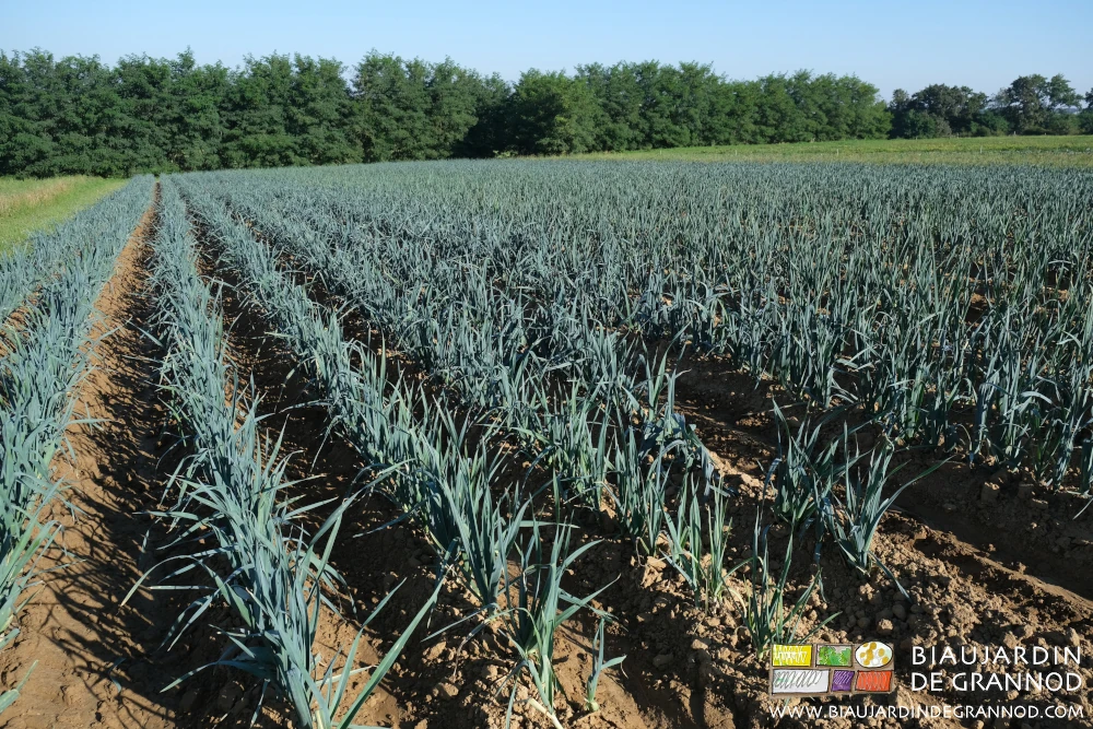 photo du carré de poireau après l’arrosage qui a succédé au buttage