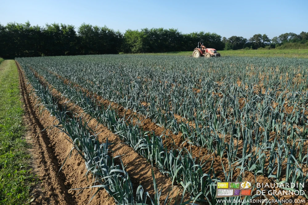 vue d'ensemble du carré de poireau en cours de buttage sur fond de bocage bressan