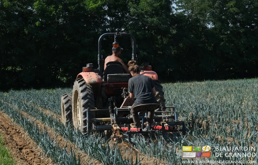 photo de Matthieu au tracteur et Salia à la bineuse guidée dans le carré de poireau