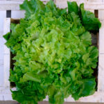 photo d'une scarole à cœur blond sur cagette bois